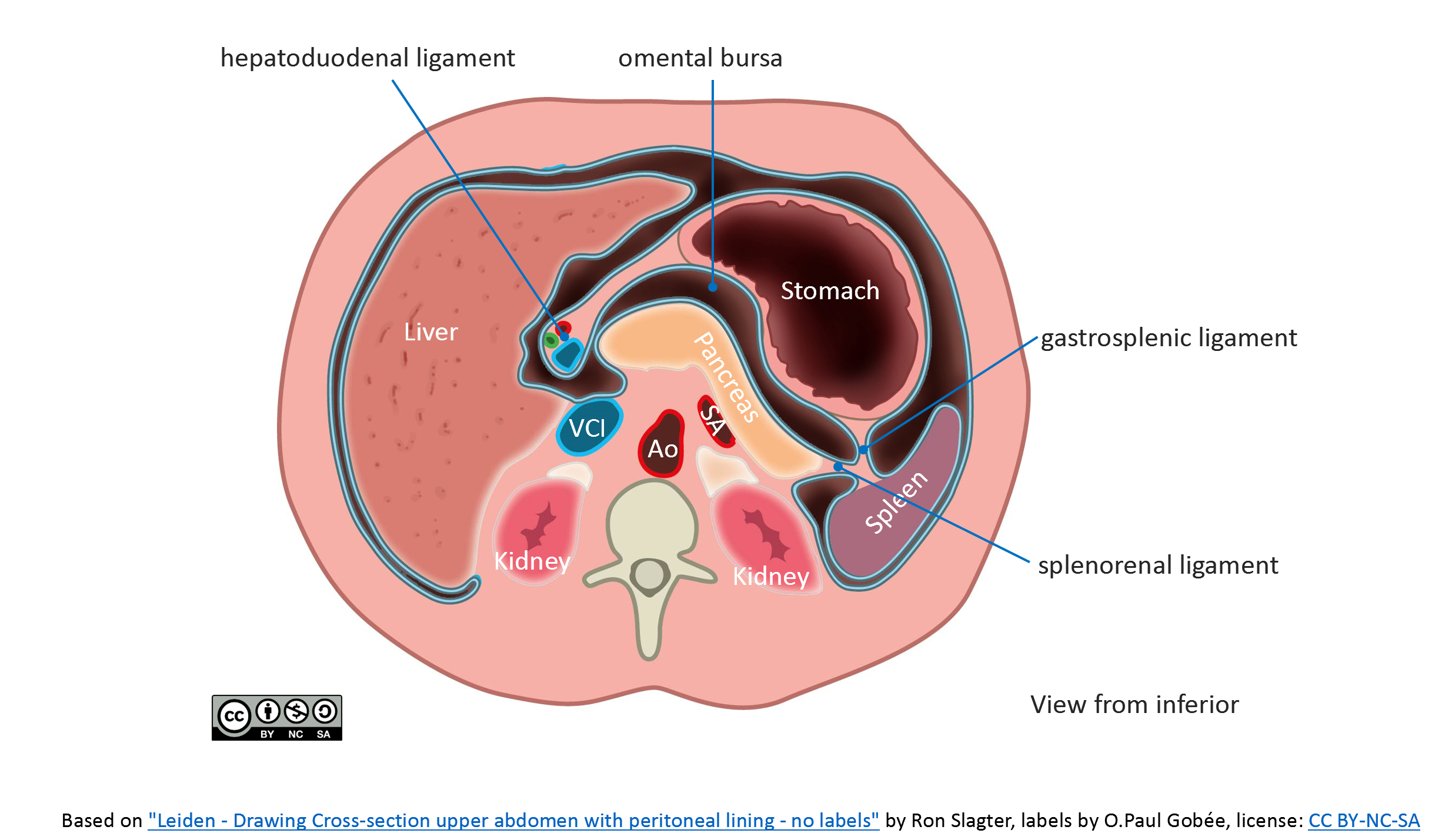 leiden-drawing-cross-section-upper-abdomen-with-peritoneal-lining